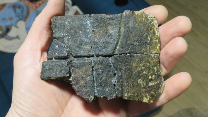 Hallazgo en Algarrobo: Identifican las primeras tortugas marinas del Eoceno en el Pacífico chileno