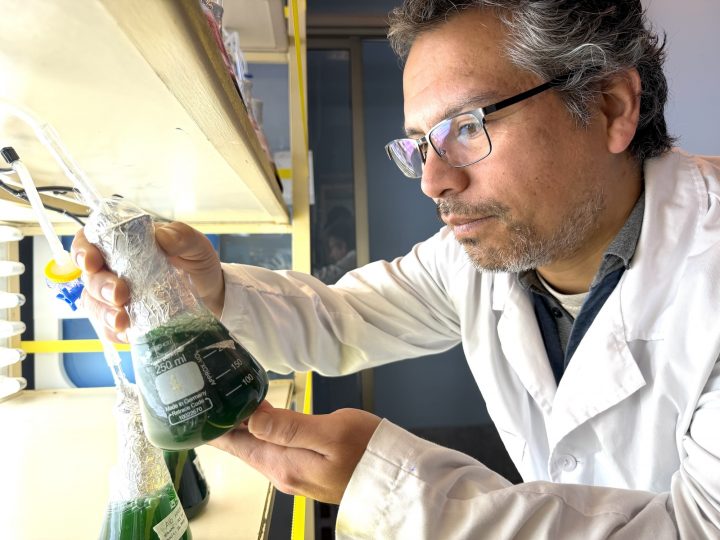 Investigadores desarrollan terapia con Spirulina que repara el daño solar en la piel