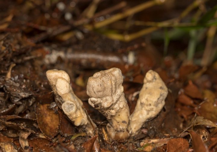 Descubren en Los Ríos una especie de hongo nunca antes vista en Sudamérica