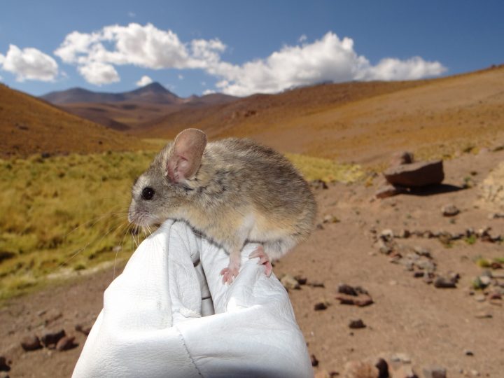 Descubren cómo el ratón de orejas de hoja puede sobrevivir a 6.700 metros de altura