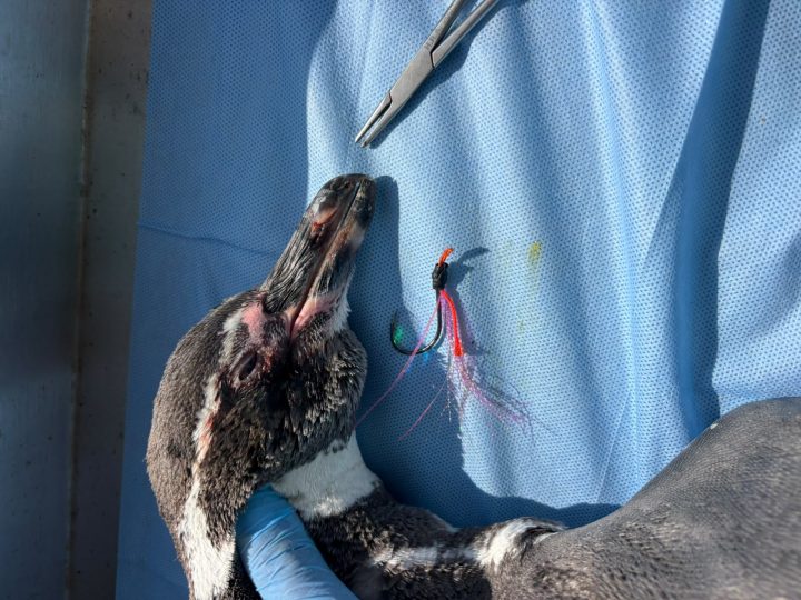 Exitosa liberación de pingüinos de Humboldt y Magallanes en Antofagasta