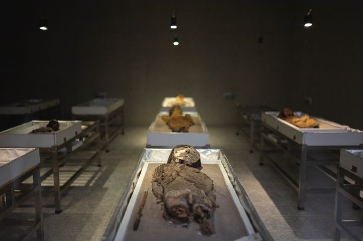 Cultura Chinchorro: Estudio revela que utilizaban hasta 1,4 kilos de manganeso por momia