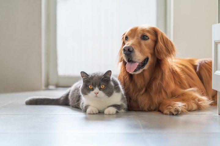 COANIQUEM lanza innovadora línea para mascotas basada en fagos