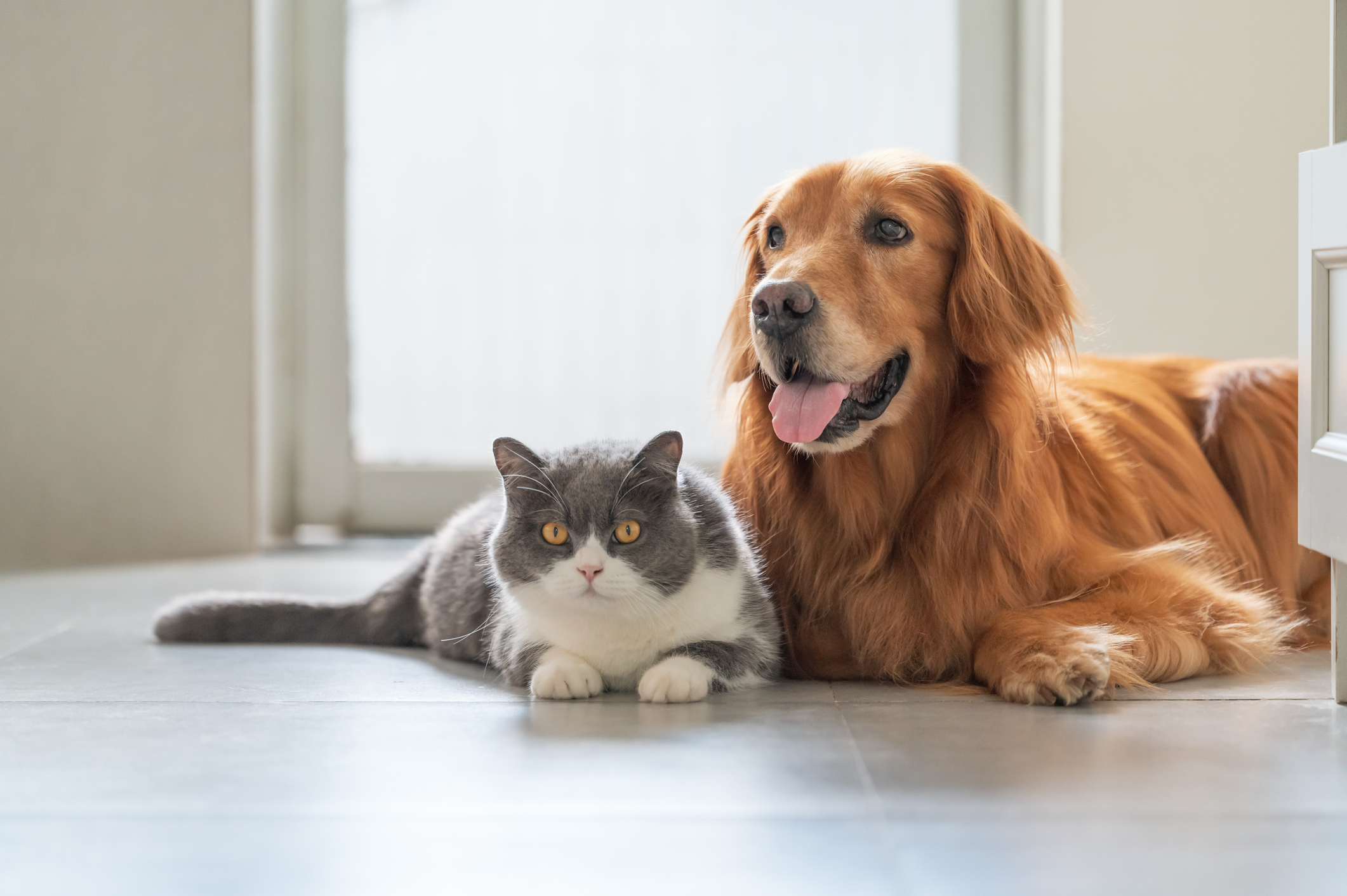 COANIQUEM lanza innovadora línea para mascotas basada en fagos