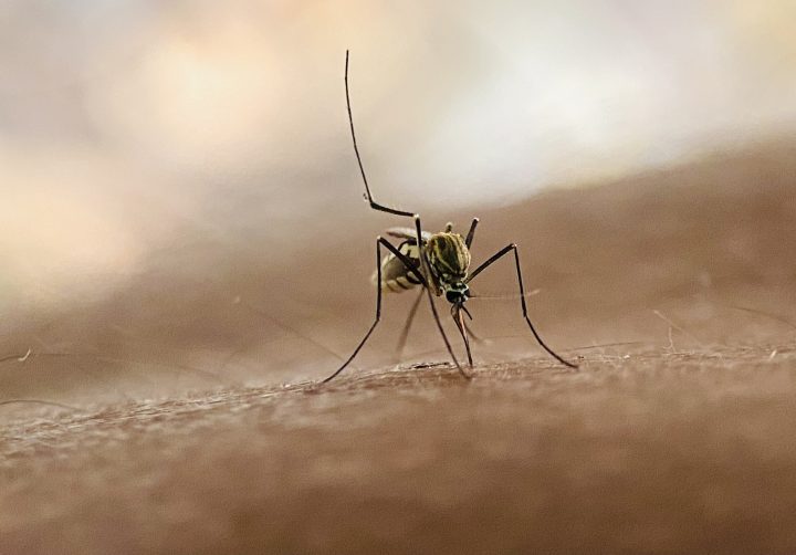 Tras confirmación de muerte de marino en Talcahuano por malaria: ¿Qué es la fiebre hemorrágica?