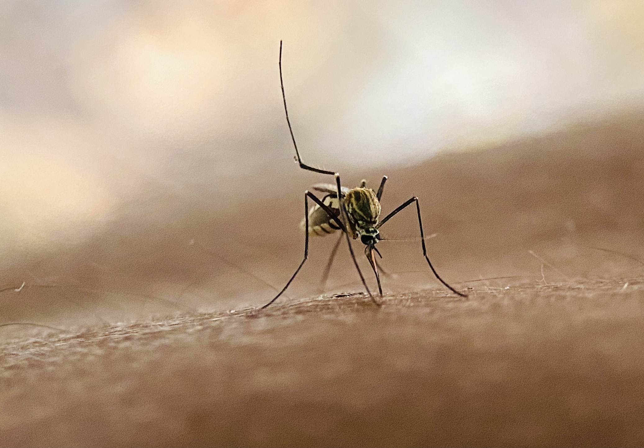 Tras confirmación de muerte de marino en Talcahuano por malaria: ¿Qué es la fiebre hemorrágica?