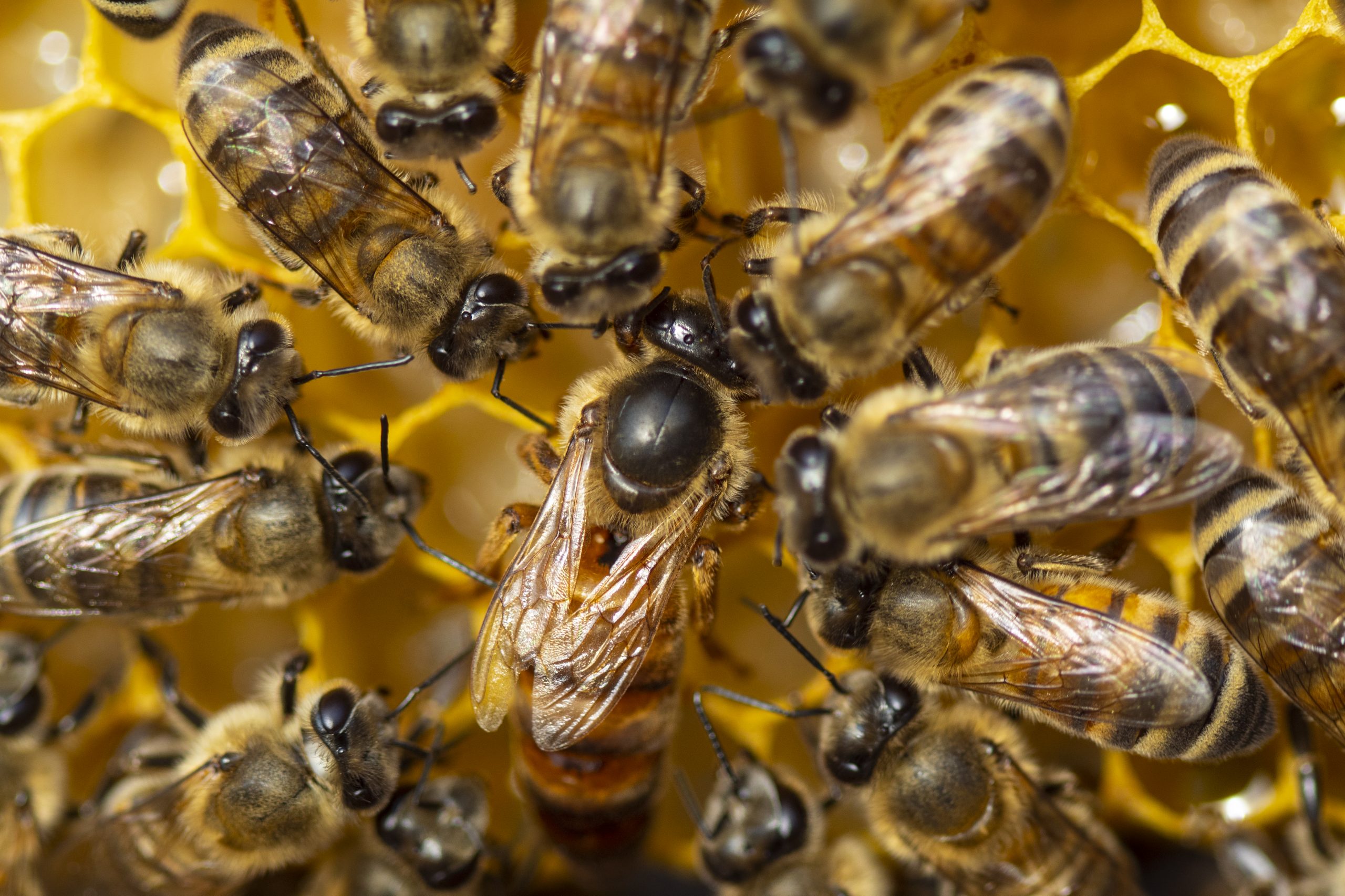 Feromonas de una abeja reina inducen a sus hijas a decidir entre ser obreras o independientes