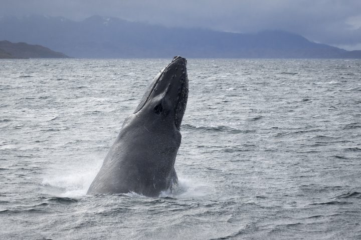 Chile: El corredor biológico con casi la mitad de las especies de ballenas del mundo