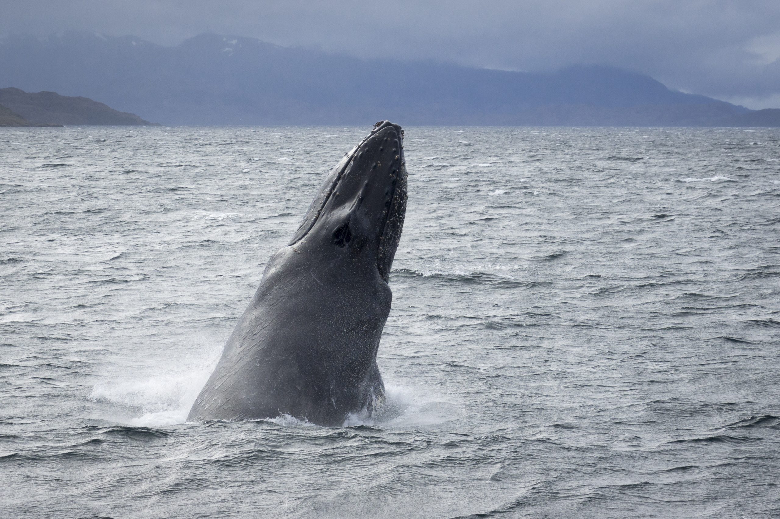 Chile: El corredor biológico con casi la mitad de las especies de ballenas del mundo