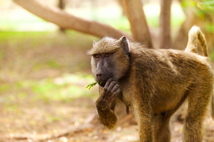 Monos y personas comparten capacidad que hasta ahora se creía sólo humana