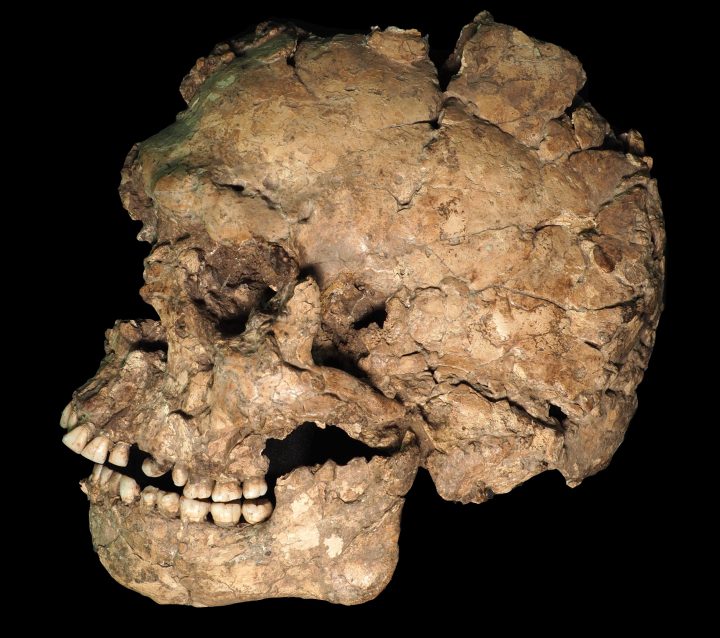 Fósil de Homo sapiens documenta violencia y ritos funerarios hace más de 90.000 años