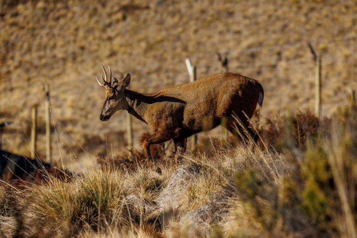 Primer huemul recuperado en Centro de Rescate y Rehabilitación regresa a su hábitat natural