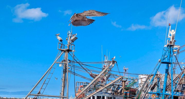 Estudio analiza cómo las pesquerías amenazan a las aves marinas