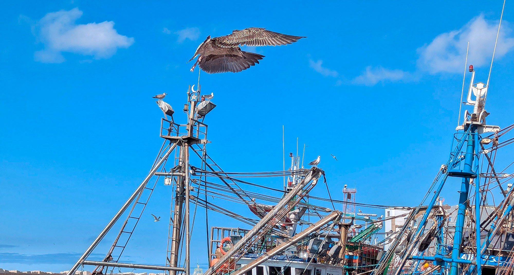 Estudio analiza cómo las pesquerías amenazan a las aves marinas