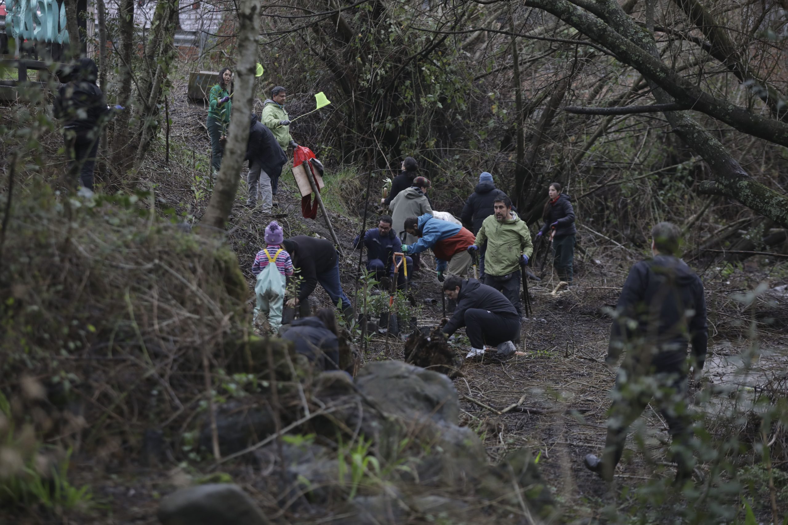 UC organiza plantación masiva de árboles nativos en humedal urbano en Villarrica