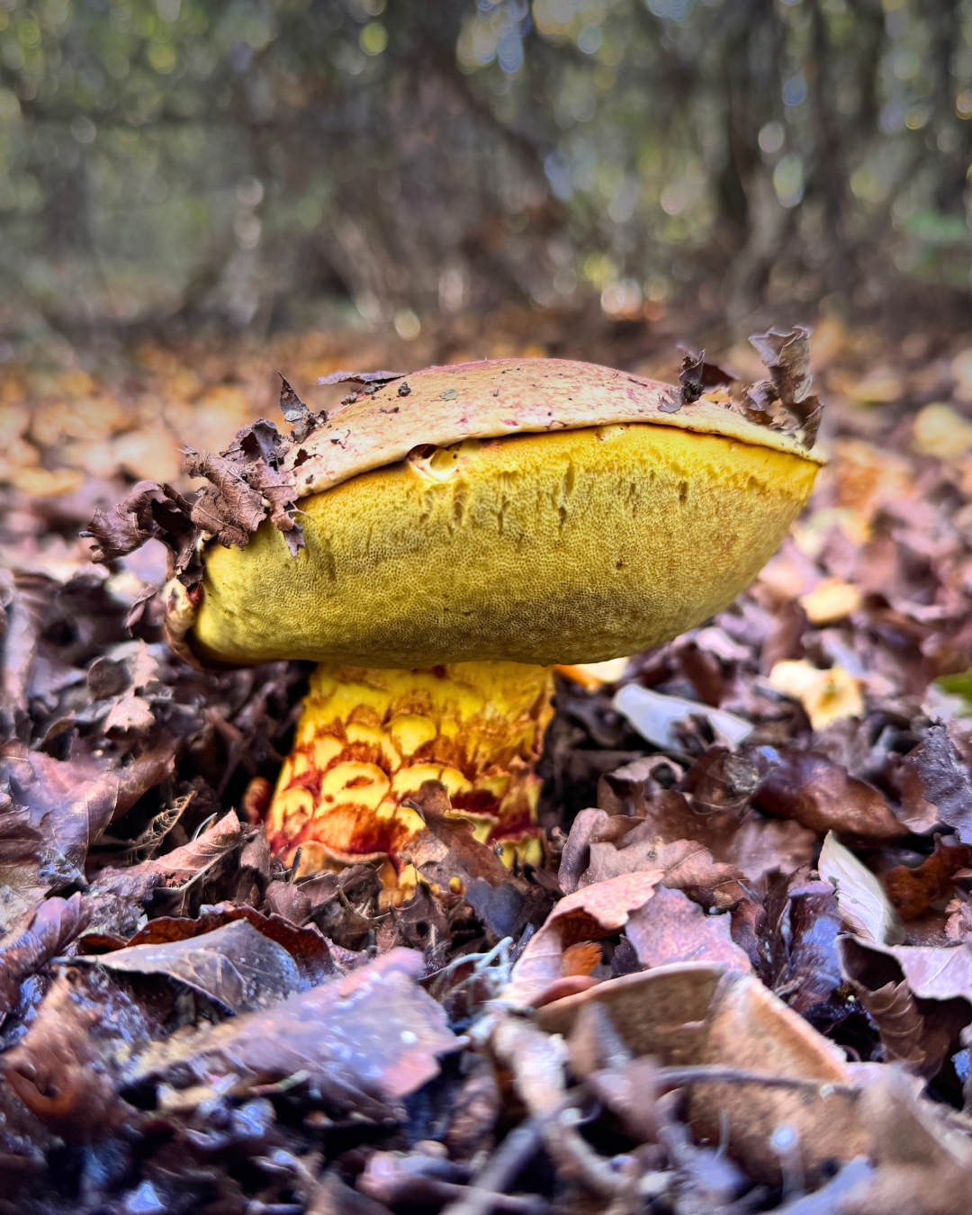 Con apoyo de National Geographic: Fundación Fungi busca otorgar derechos legales al hongo Loyo