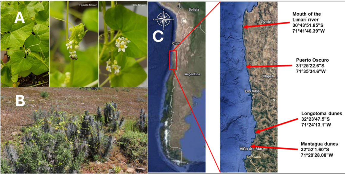 Las bacterias de una planta nativa chilena potenciarían la resistencia de cultivos a la sequía