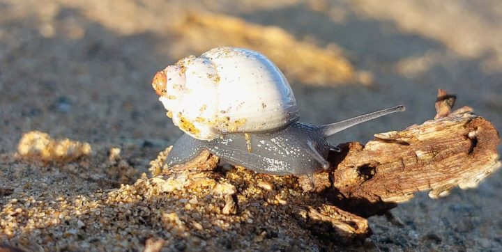 Investigadores secuencian por primera vez el ADN de caracoles del desierto florido