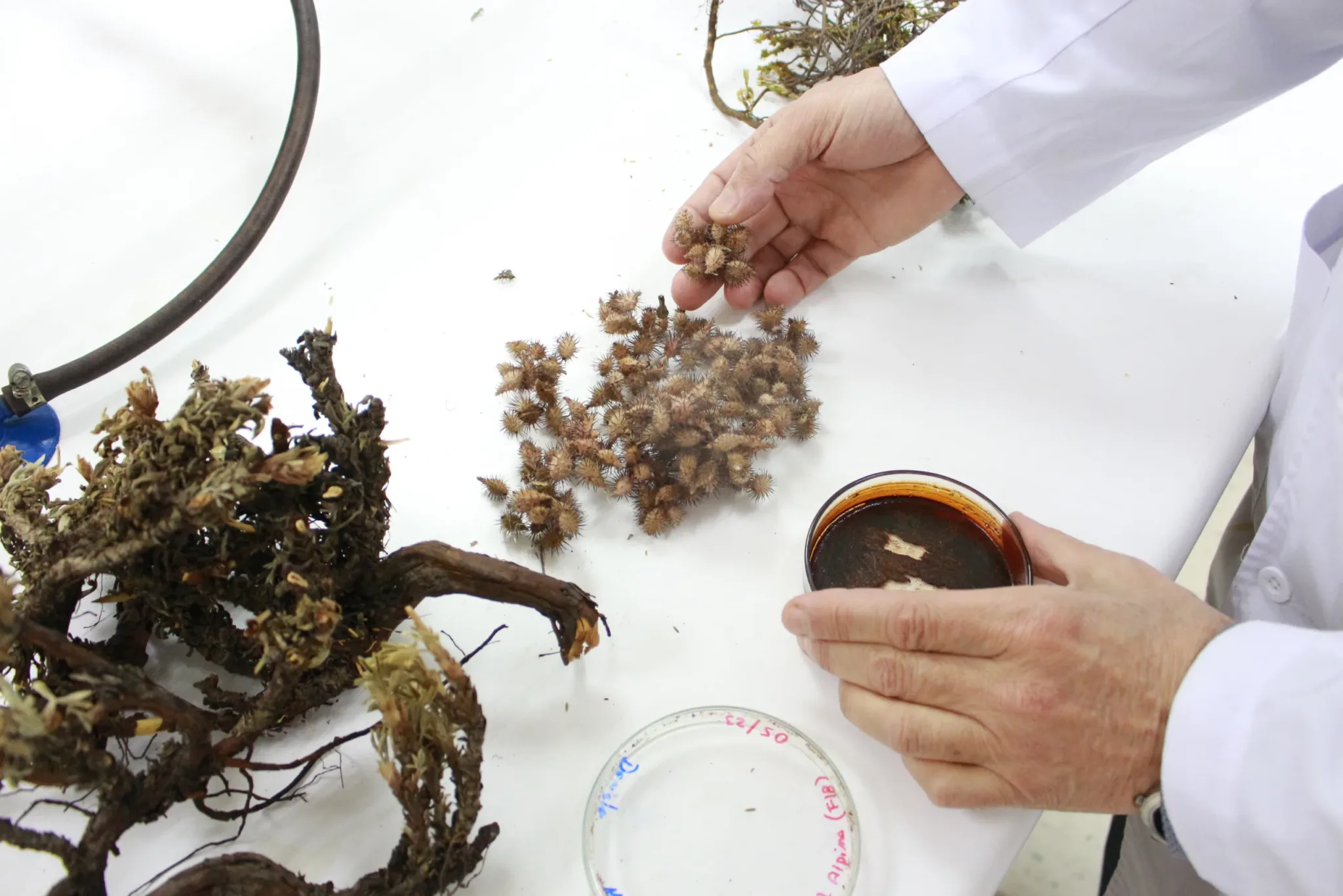 Investigadores descubren potencial antioxidante y antimicrobiano en tres plantas nativas poco estudiadas