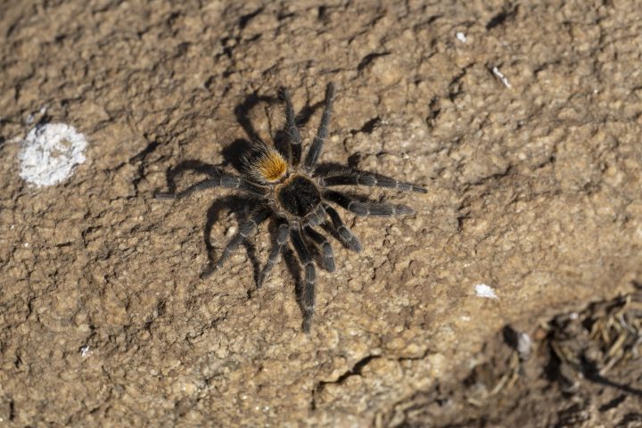 Homoeomma vicenterrojasi: Nueva especie de araña descubierta por un niño de cinco años en Chile