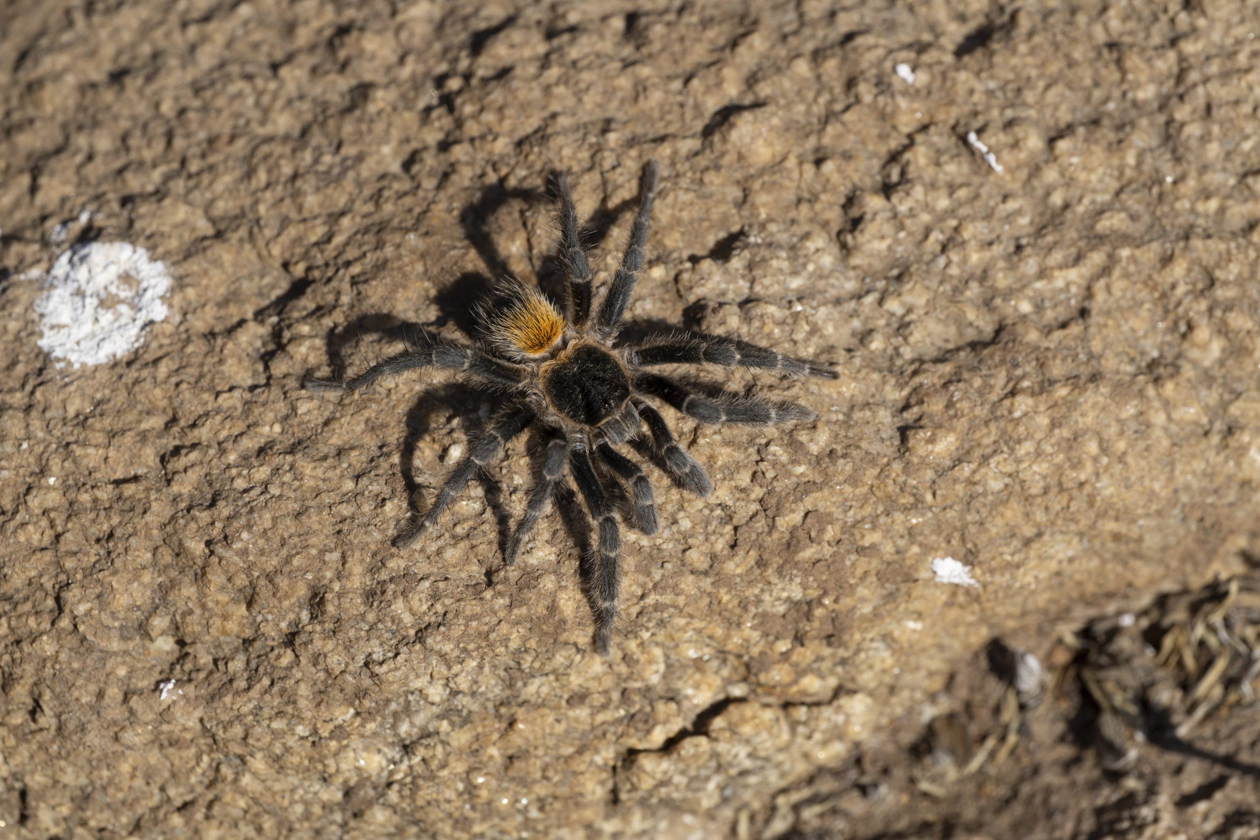 Homoeomma vicenterrojasi: Nueva especie de araña descubierta por un niño de cinco años en Chile