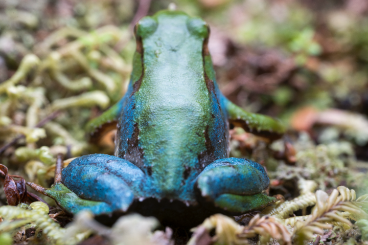 Hallazgo inédito: Descubren ranita de Darwin de color azul en reserva de la Patagonia