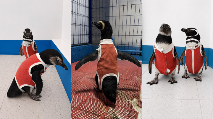 Innovación en Coquimbo: Pingüinos usan trajes de cobre para acelerar su recuperación y rehabilitación