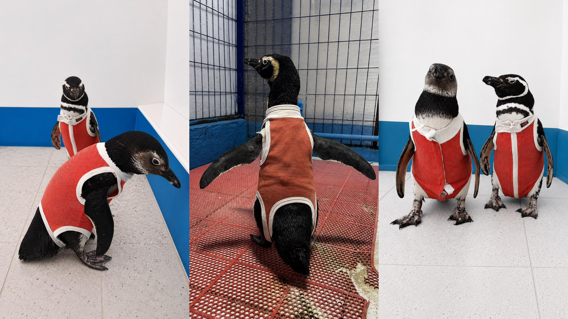 Innovación en Coquimbo: Pingüinos usan trajes de cobre para acelerar su recuperación y rehabilitación