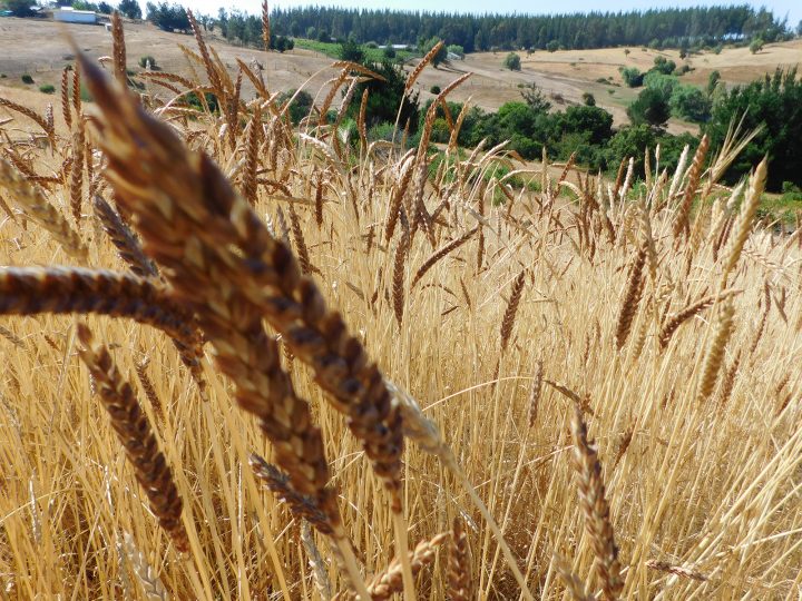 Estudian trigos locales como clave para enfrentar la sequía severa