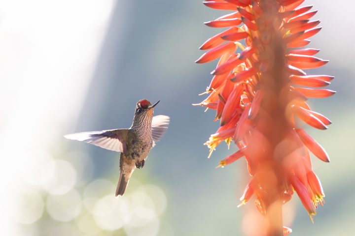 El picaflor chico en Concepción: Los secretos del colibrí más austral del mundo