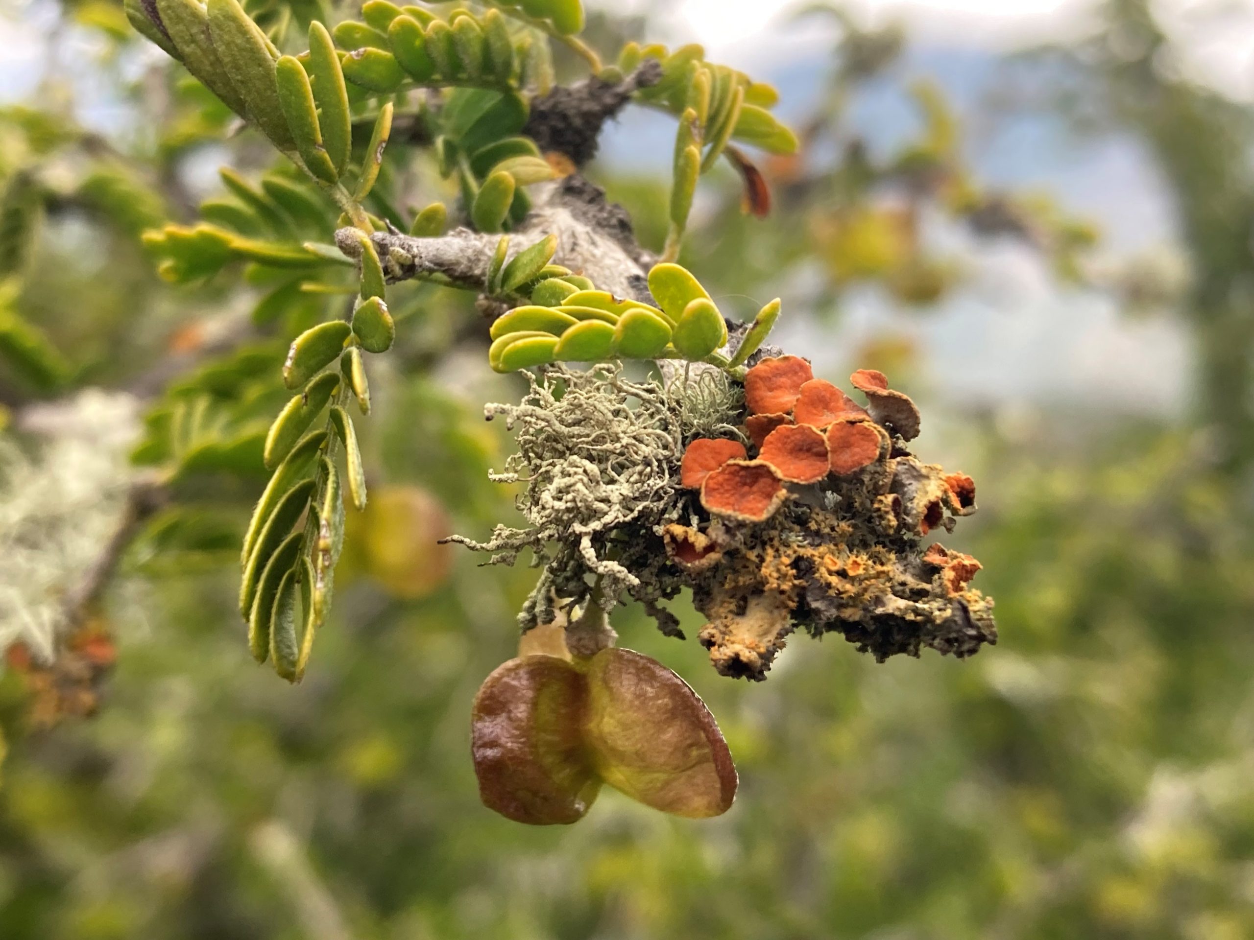 Datos de biodiversidad chilena son incorporados en plataforma de divulgación científica global