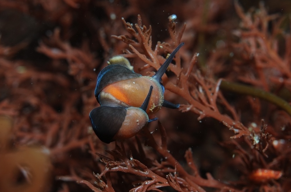 Caracoles australes habrían llegado a la Antártica en balsas de macroalgas