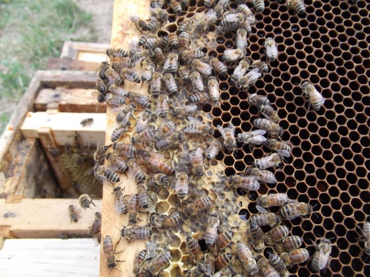 Crisis en las colmenas: Experto advierte sobre el impacto de un invierno extendido en la apicultura del sur