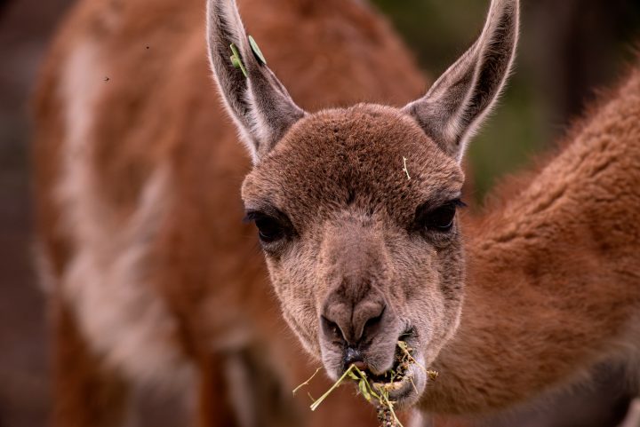Expertos impulsan plan para recuperar al guanaco y restaurar los ecosistemas altoandinos de Santiago