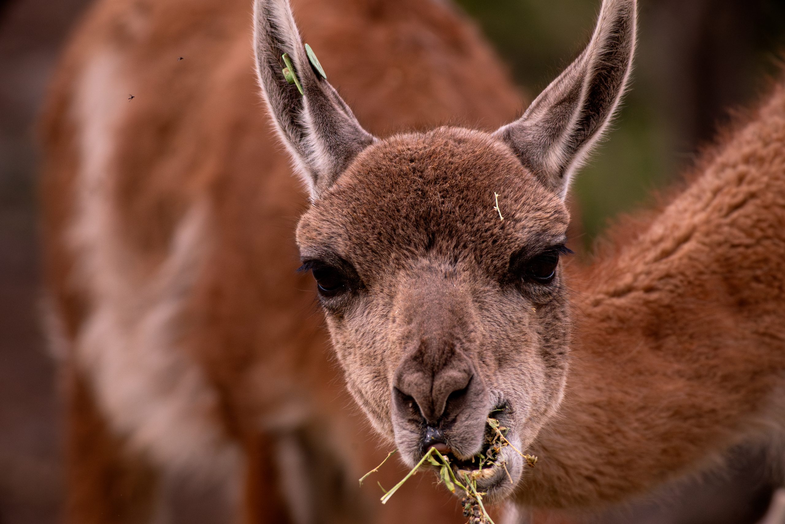 Expertos impulsan plan para recuperar al guanaco y restaurar los ecosistemas altoandinos de Santiago