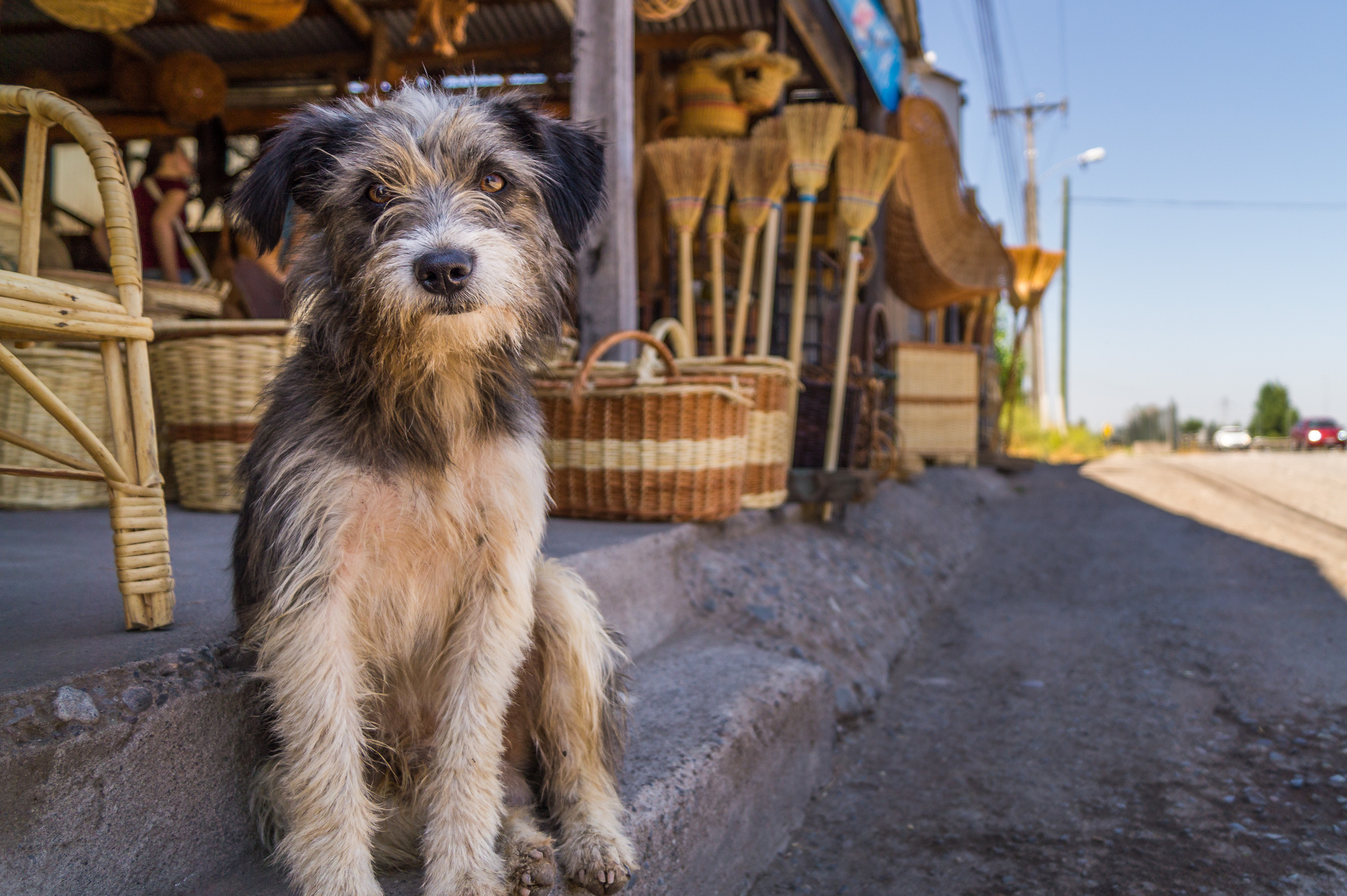 Perros pueden distinguir entre miedo y tristeza en el rostro humano