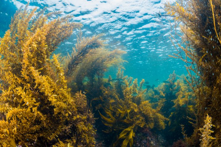Estudio revela que bosques de macroalgas pueden modificar la química del agua del mar