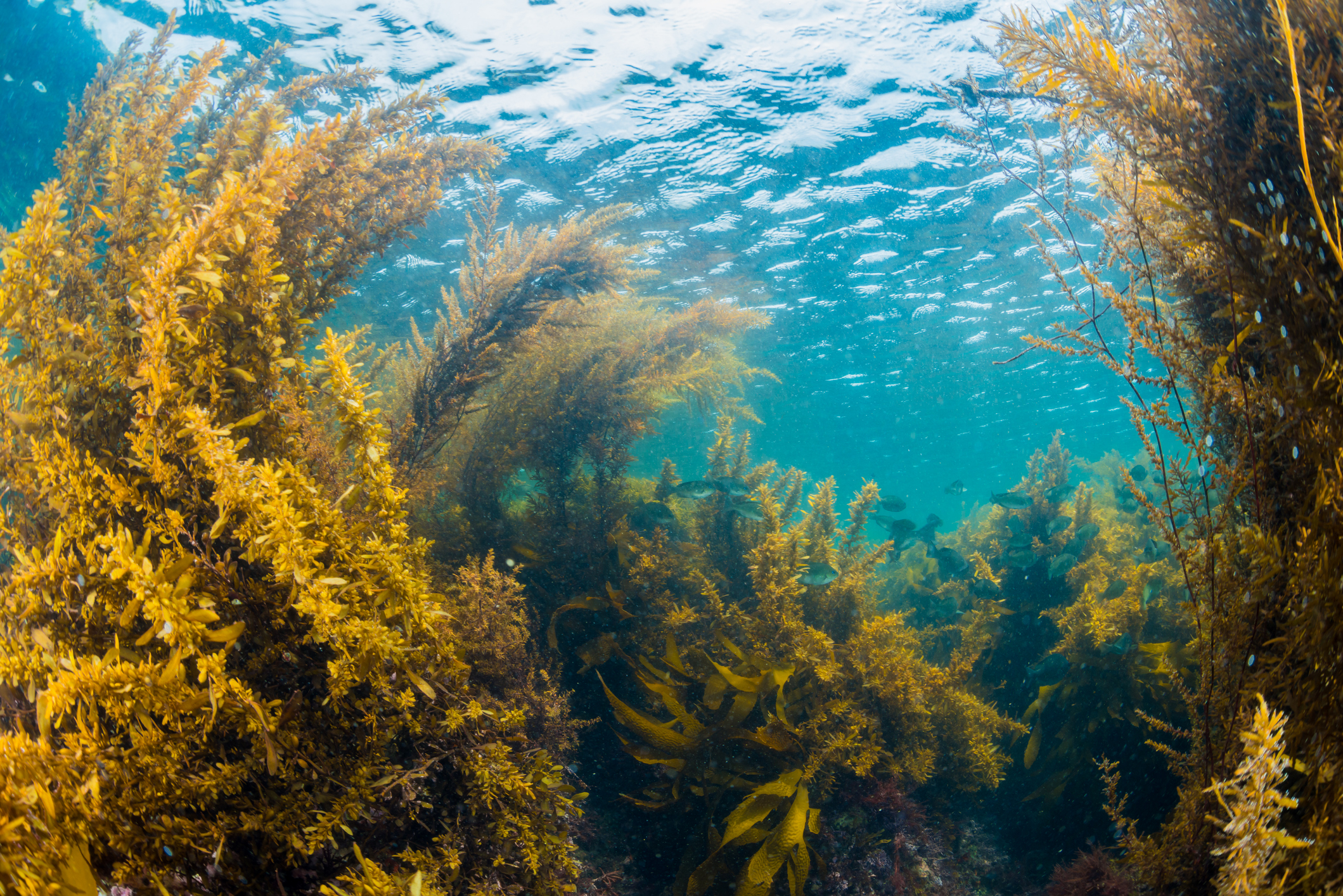 Estudio revela que bosques de macroalgas pueden modificar la química del agua del mar