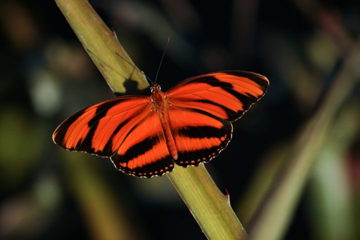 Cambio climático altera los hábitats de las mariposas