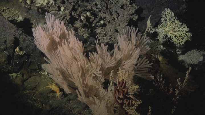 A más de 25 años: Daños de la pesca de arrastre persisten en los montes submarinos de Juan Fernández