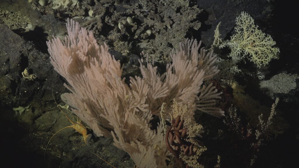 A más de 25 años: Daños de la pesca de arrastre persisten en los montes submarinos de Juan Fernández