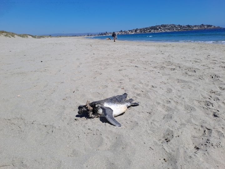 Nueva herramienta ciudadana permite registrar varamientos de fauna marina
