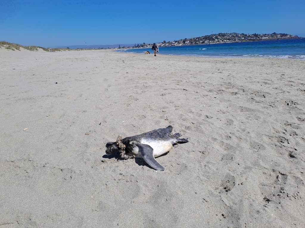 Nueva herramienta ciudadana permite registrar varamientos de fauna marina
