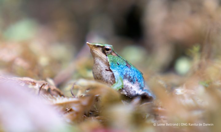 Lanzan actualización de la Estrategia Binacional de Conservación de las Ranitas de Darwin