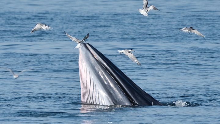 La alimentación de las ballenas determinaría su exposición a contaminantes en la Patagonia chilena