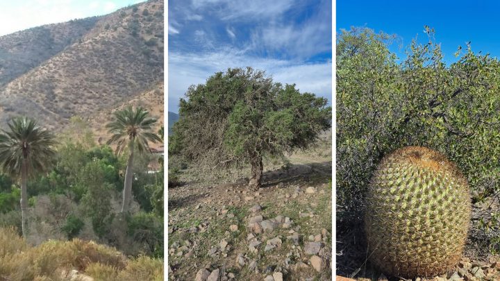 Nuevo catastro: Región de Coquimbo tiene 138 mil hectáreas de bosque nativo