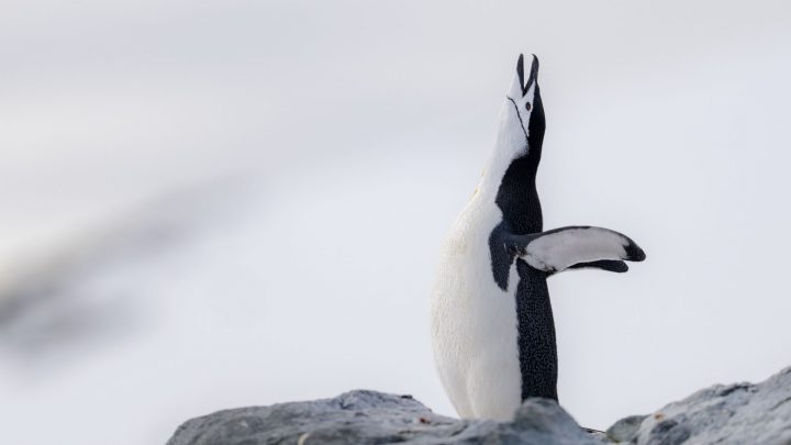 Fundación Antártica21 y Within Play regalan una expedición para dos personas al Continente Blanco