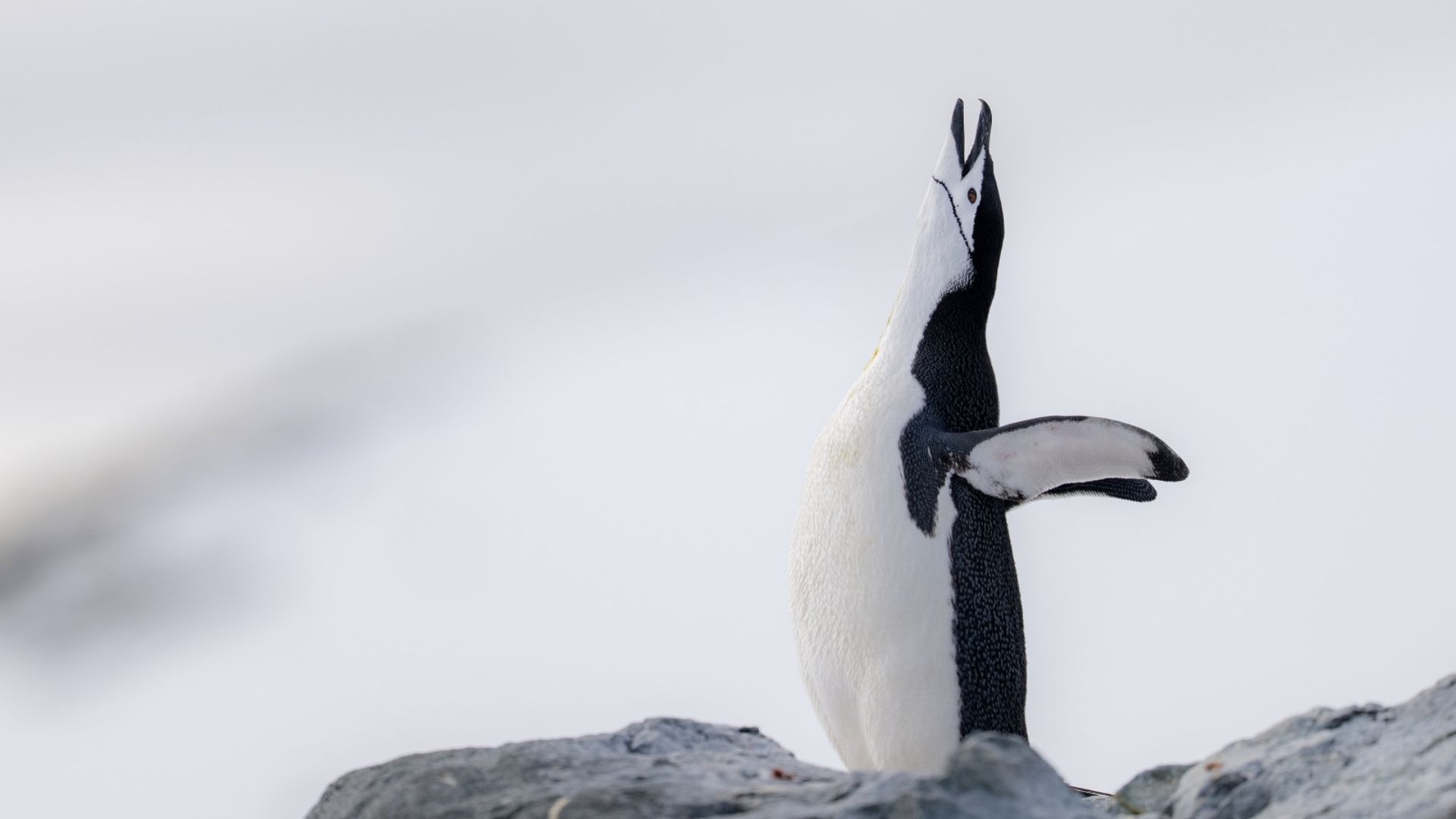 Fundación Antártica21 y Within Play regalan una expedición para dos personas al Continente Blanco