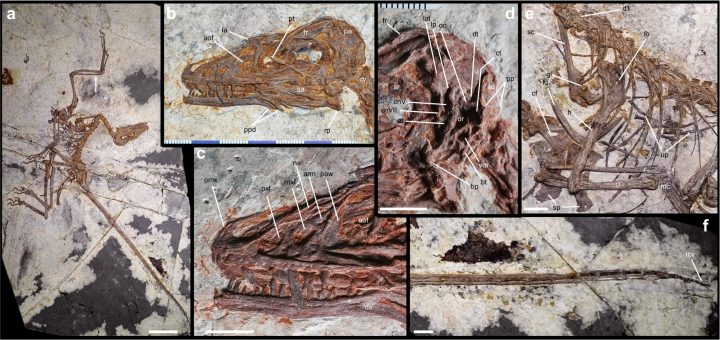 Demuestran que dinosaurios y aves no heredaron la capacidad de volar de un ancestro común