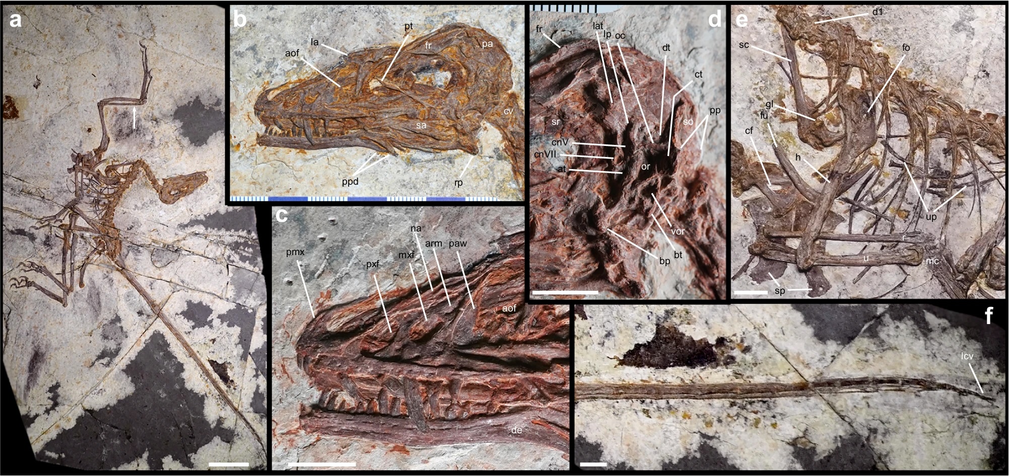 Demuestran que dinosaurios y aves no heredaron la capacidad de volar de un ancestro común